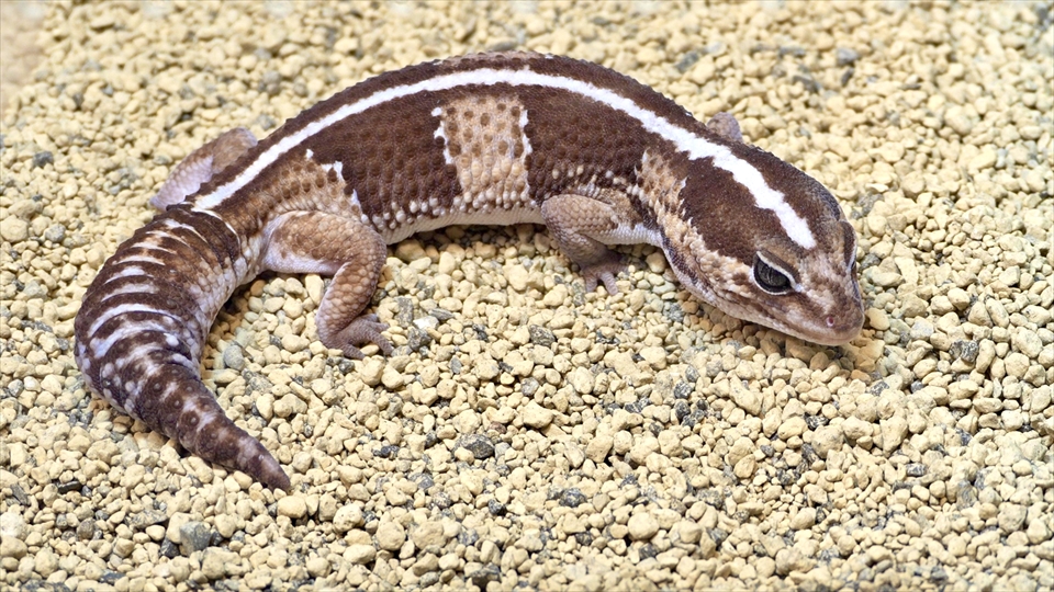 ニシアフロカトカゲモドキの飼い方と飼育環境
