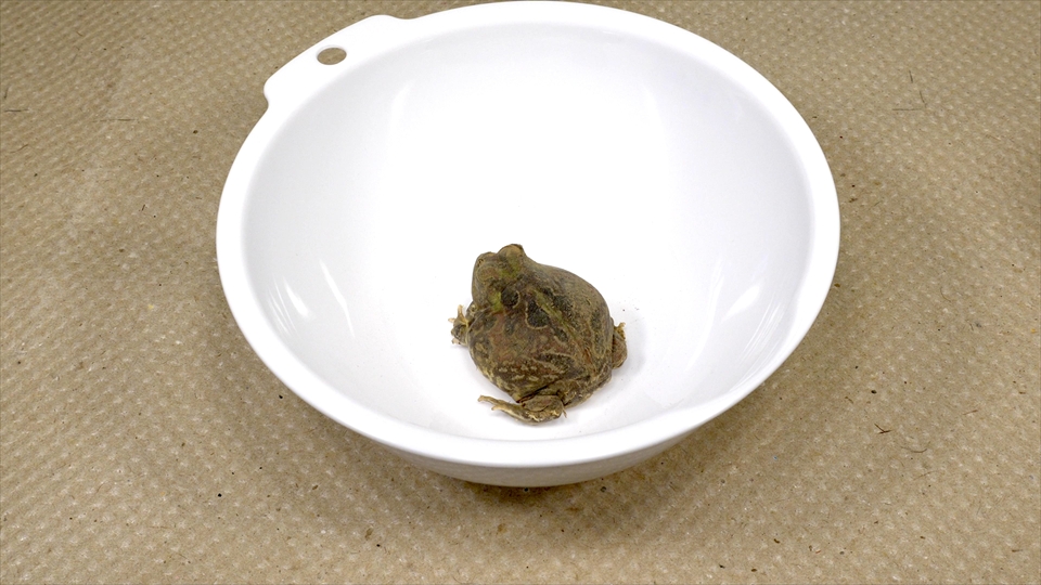 コクーン化した状態で乾眠(休眠)していたチャコガエル