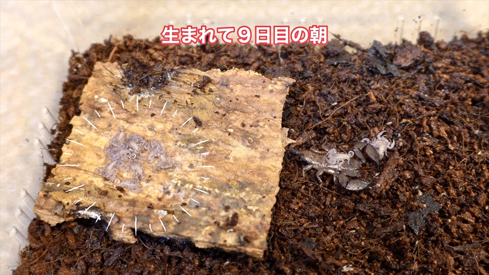 ヤエヤマサソリの繁殖・生まれて9日目の朝の様子