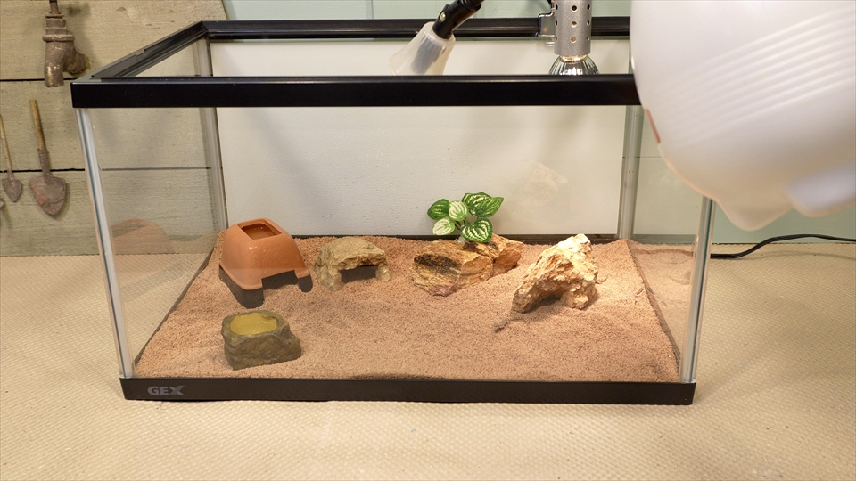サハラカワラヤモリの飼い方・飼育用品・飼育環境・霧吹き