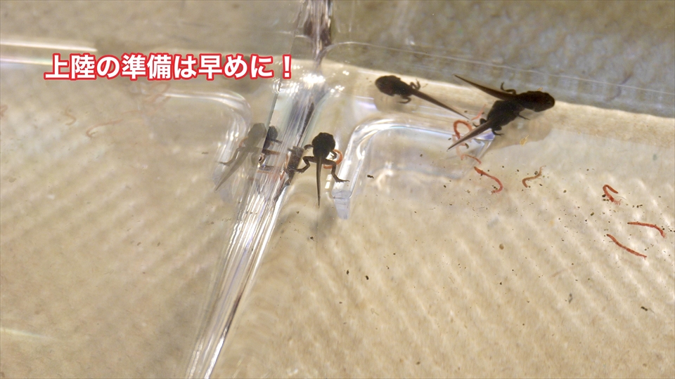 ヒキガエルのオタマジャクシ、早めの上陸の準備がおすすめ