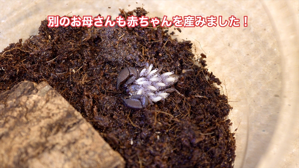 ヤエヤマサソリの繁殖