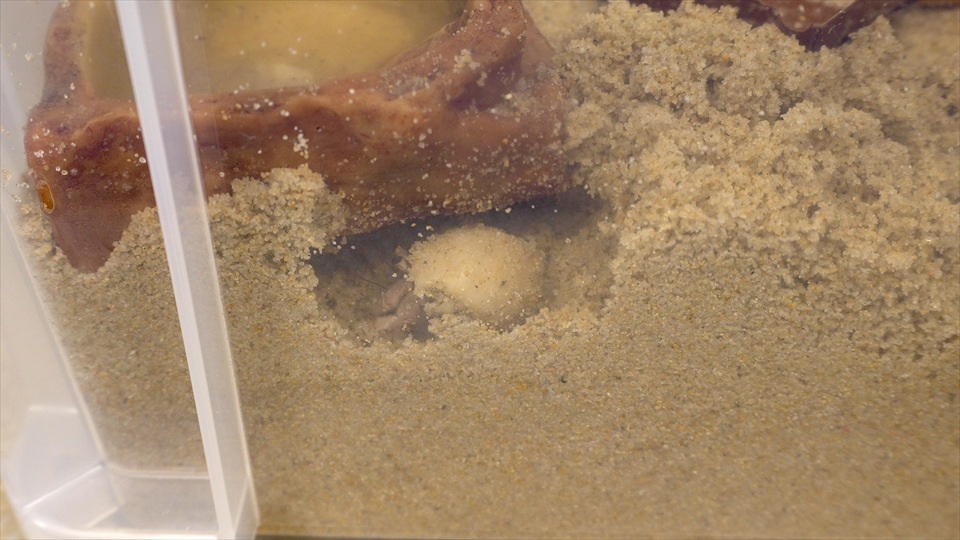 オカヤドカリの飼育では、日頃から床材を適度に湿らせて、しっかりした巣穴をキープできる状態にしてあげることが大切