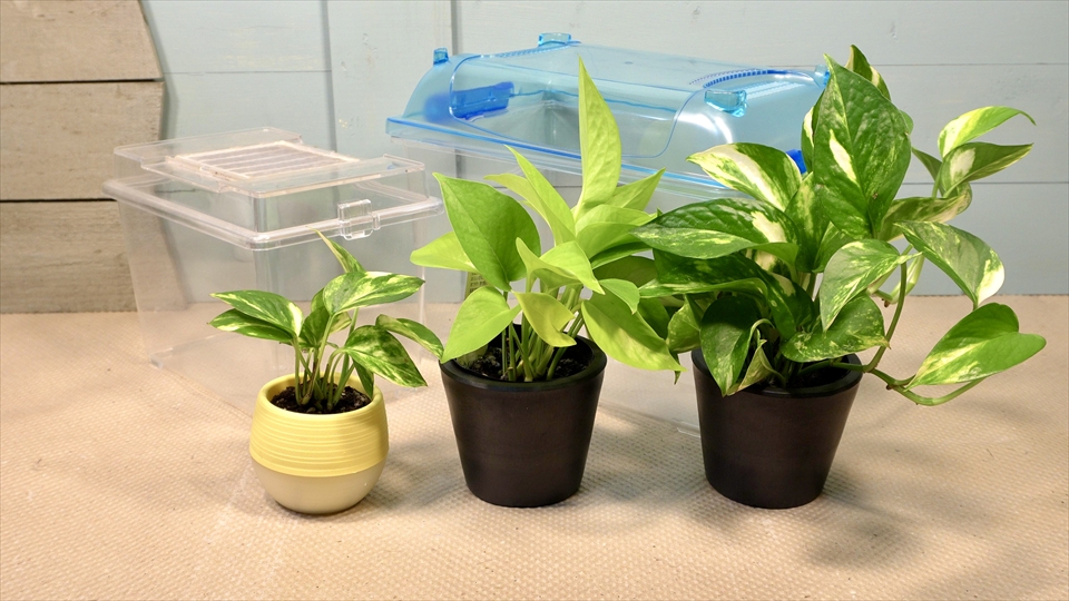 フライッシュマンアマガエルモドキ（グミガエル）飼育のおすすめの飼育ケース