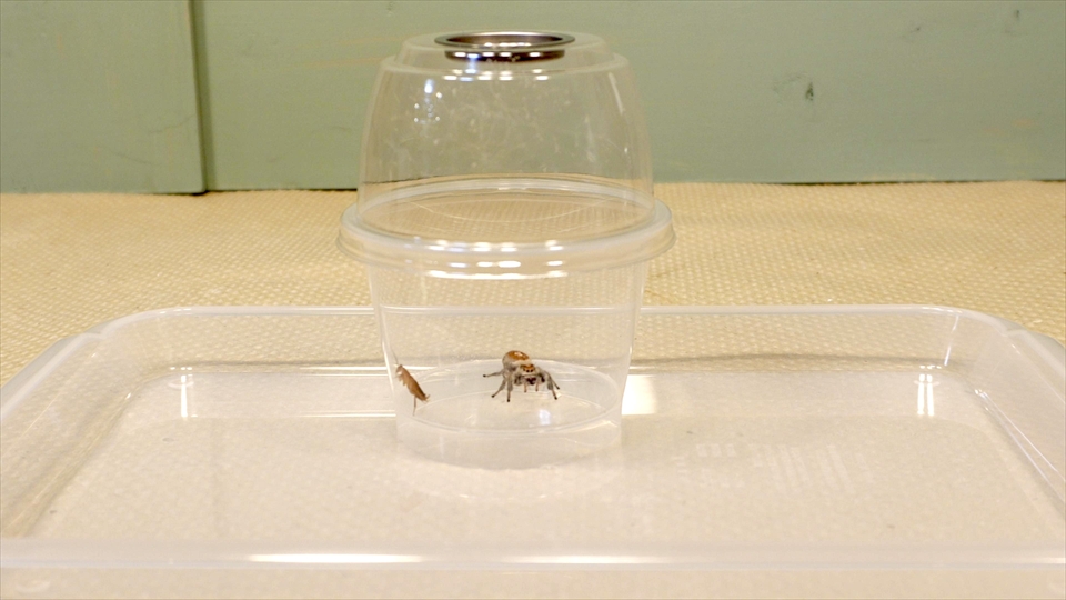 リーガルジャンピングスパイダーへの給餌