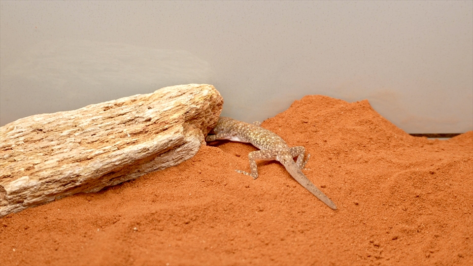ナミハリユビヤモリ(エレガンスボウユビヤモリ・エレガントハリユビヤモリ)の飼い方・飼育用品・飼育環境・床材を掘って隠れ家を作る