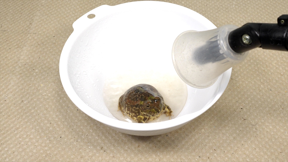 コクーン化した状態で乾眠(休眠)していたチャコガエルが目覚めました(復活)