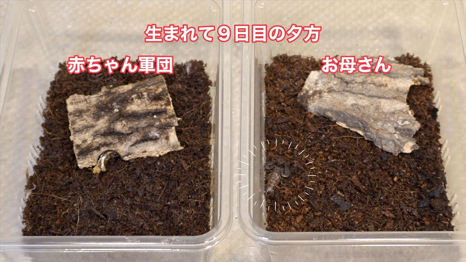 ヤエヤマサソリの繁殖・親に食べられないように隔離