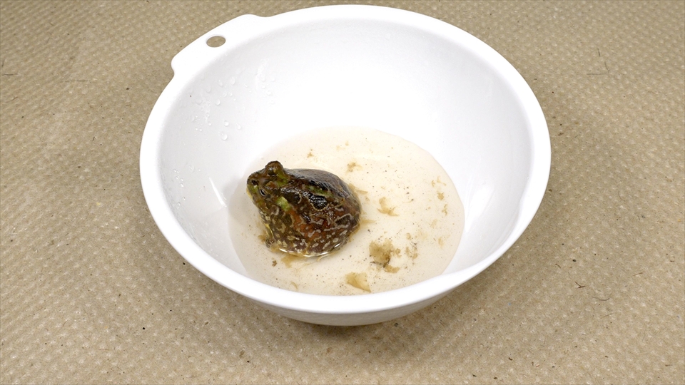 コクーン化した状態で乾眠(休眠)していたチャコガエルが目覚めました(復活)