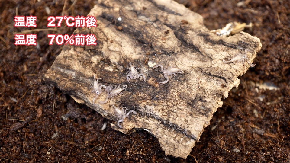 ヤエヤマサソリの繁殖・温度管理と湿度管理・飼育環境