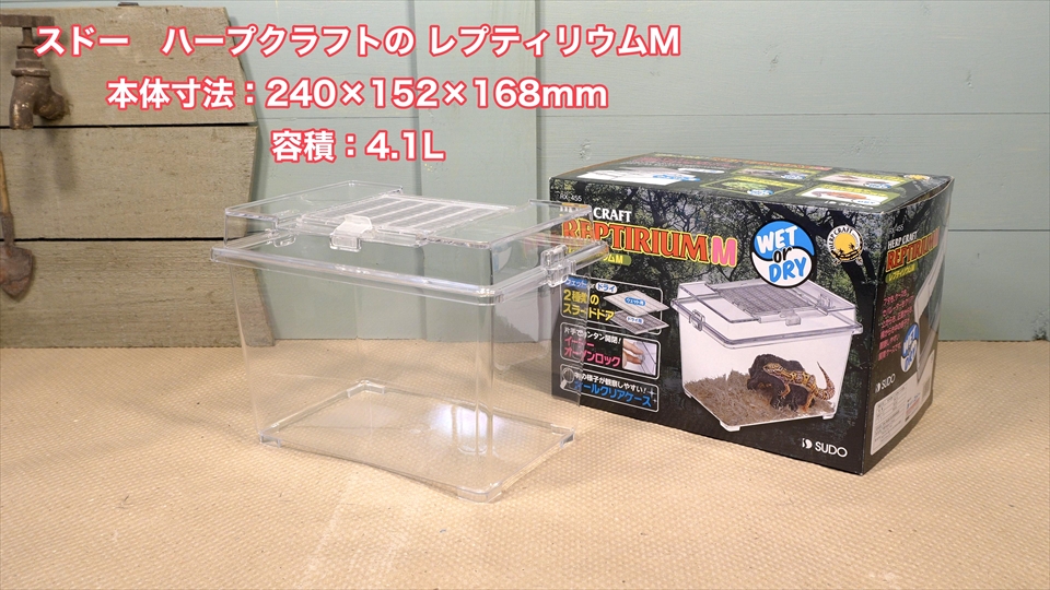 フライッシュマンアマガエルモドキ（グミガエル）飼育のおすすめの飼育ケース