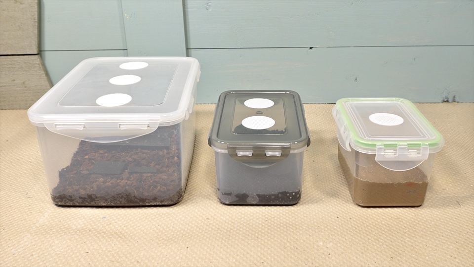 トビムシの飼い方・殖やし方・飼育用品・飼育環境・エサについてまとめました