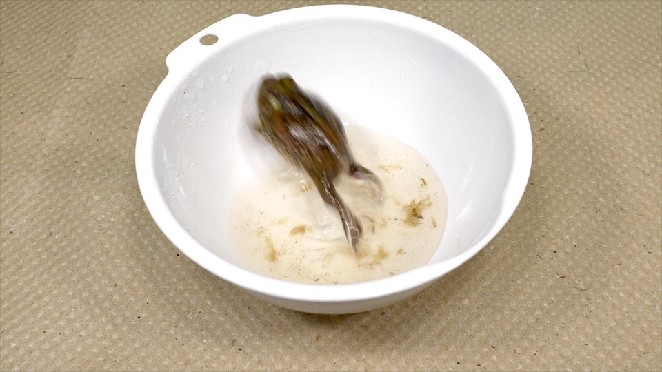 コクーン化した状態で乾眠(休眠)していたチャコガエルが目覚めました(復活)