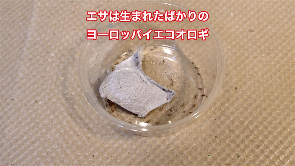 ヤエヤマサソリのベビーのエサ・生まれたばかりのヨーロッパイエコオロギ・ピンヘッドのイエコ