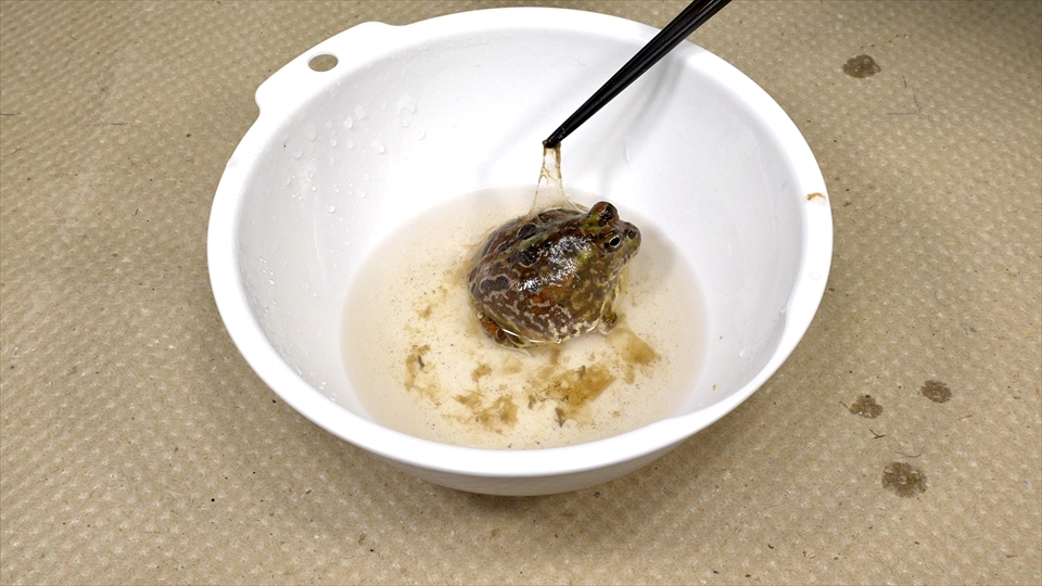 コクーン化した状態で乾眠(休眠)していたチャコガエルが目覚めました(復活)