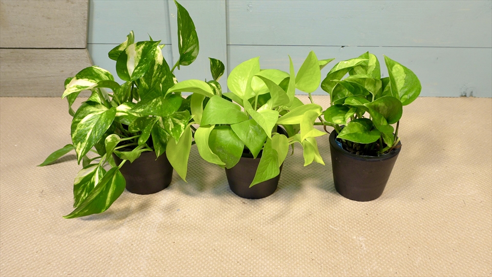 ヤドクガエルの飼育環境・おすすめの観葉植物（ポトス）