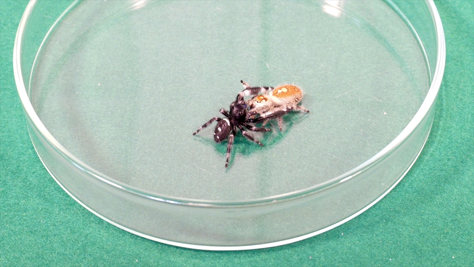 リーガルジャンピングスパイダーの交接