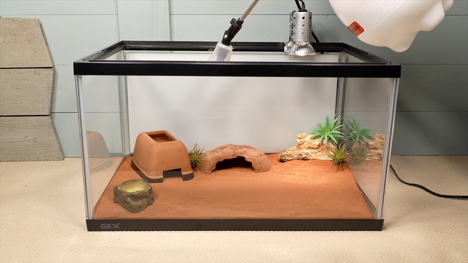 ナミハリユビヤモリ(エレガンスボウユビヤモリ・エレガントハリユビヤモリ)の飼い方・飼育用品・飼育環境・霧吹きで飲み水を与える