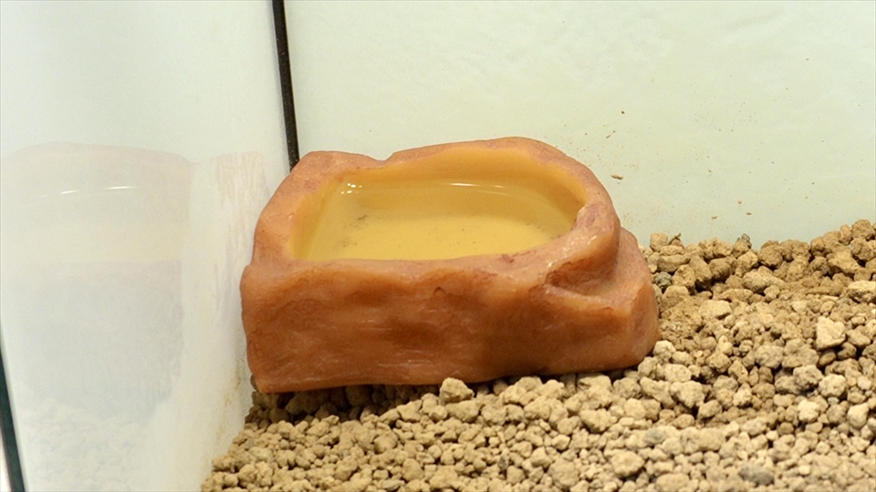 チャコガエルの飼い方・飼育用品・飼育環境・エサ(種類・量・頻度)についてまとめました・おすすめの水入れ