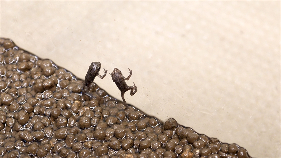 上陸後のヒキガエルのおすすめの管理方法