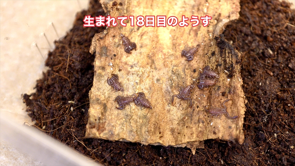ヤエヤマサソリの繁殖・生まれて18日目の様子