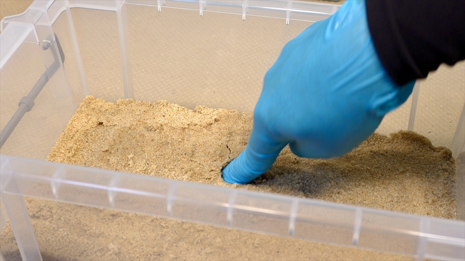 オカヤドカリの床材は、しっかりした巣穴が掘れるように、適度に湿らせてあげる