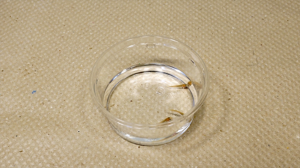 アマゾンツノガエルのベビーの飼い方・おすすめのエサ(種類・量・頻度)・メダカ