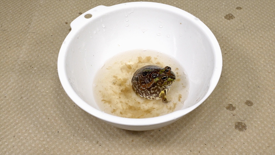 コクーン化した状態で乾眠(休眠)していたチャコガエルが目覚めました(復活)