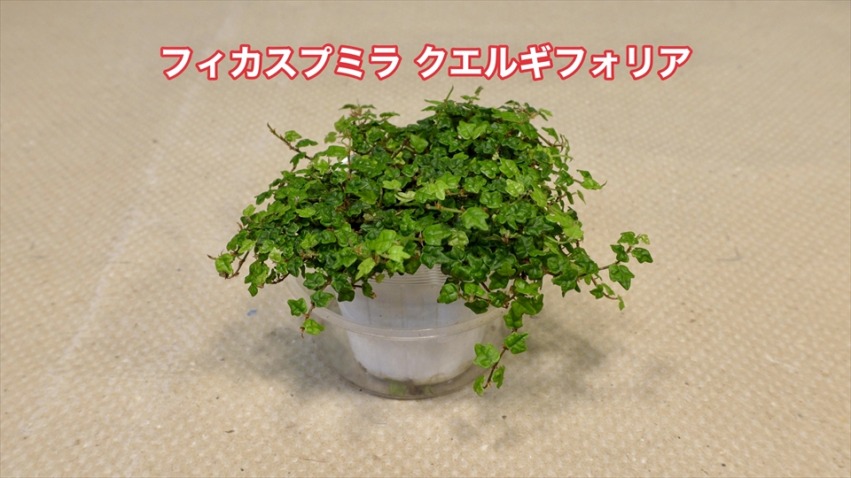 フィカスプミラ　クエルギフォリア