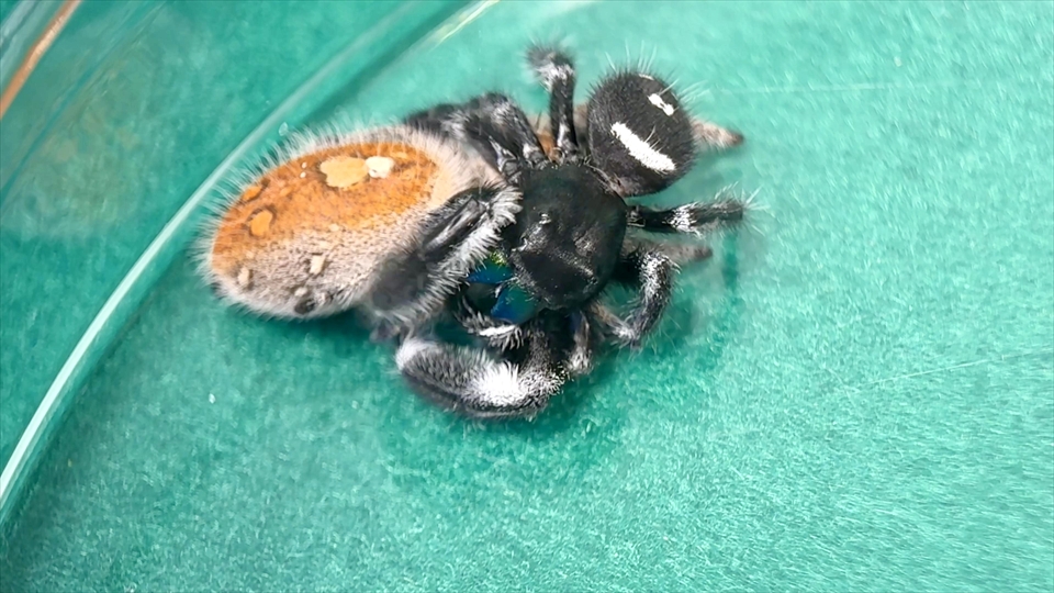リーガルジャンピングスパイダーの交接