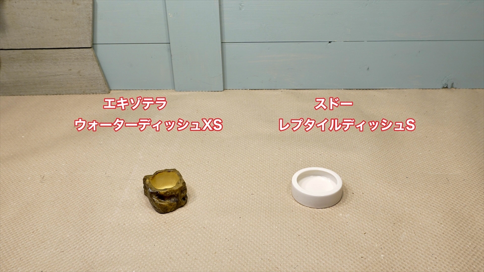 ナミハリユビヤモリ(エレガンスボウユビヤモリ・エレガントハリユビヤモリ)の飼い方・飼育用品・飼育環境・おすすめの水入れ