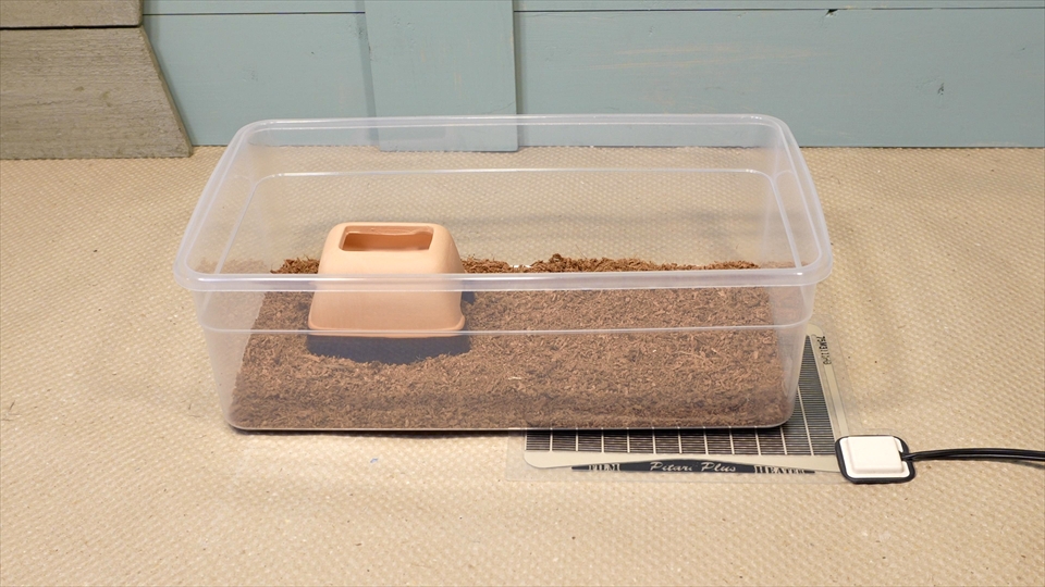 ダイオウサソリ(エンペラースコーピオン)の飼育環境・保温器具・空間温度が大切