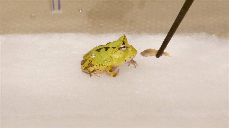 アマゾンツノガエルのベビーの飼い方・おすすめのエサ(種類・量・頻度)
