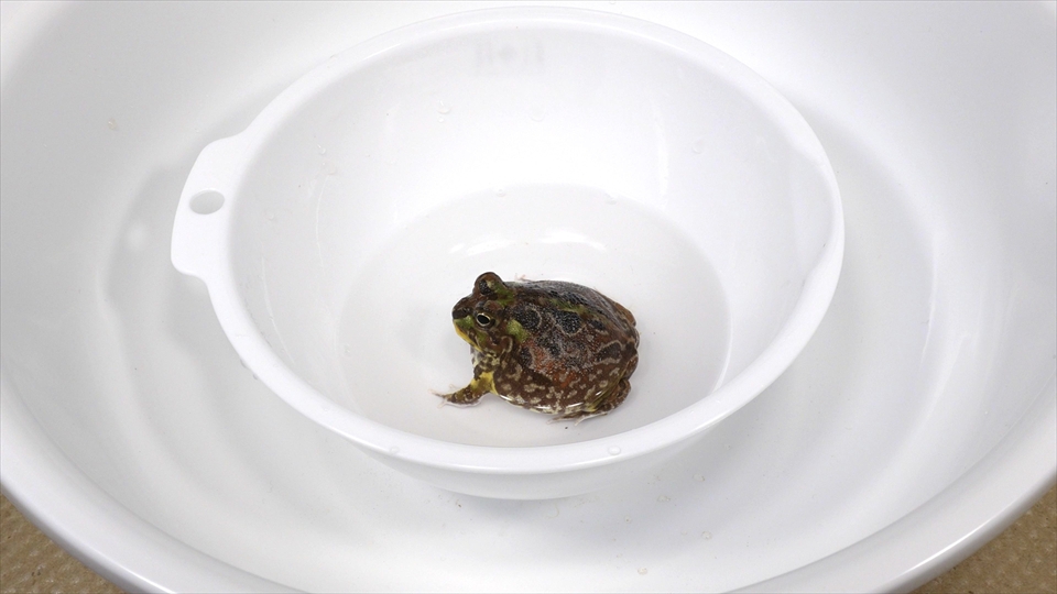 コクーン化した状態で乾眠(休眠)していたチャコガエル