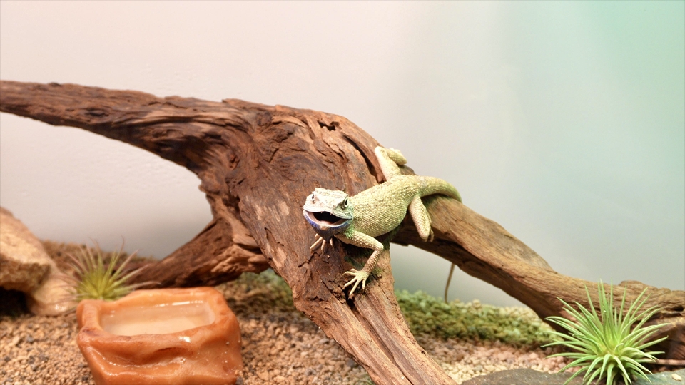 ペールアガマの飼い方・飼育用品・飼育環境・エサ(種類・量・頻度)についてまとめました・ペールアガマは立体行動が得意