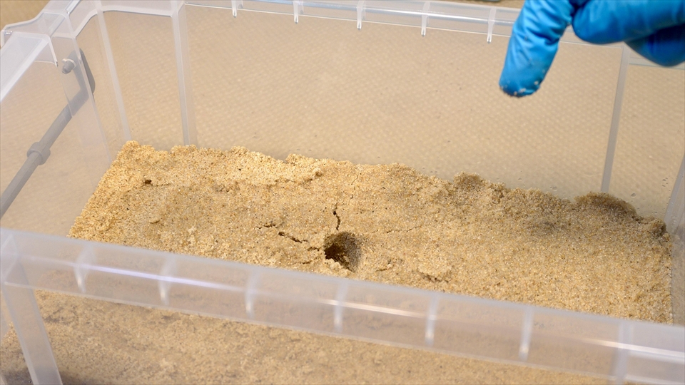 オカヤドカリの床材は、しっかりした巣穴が掘れるように、適度に湿らせてあげる