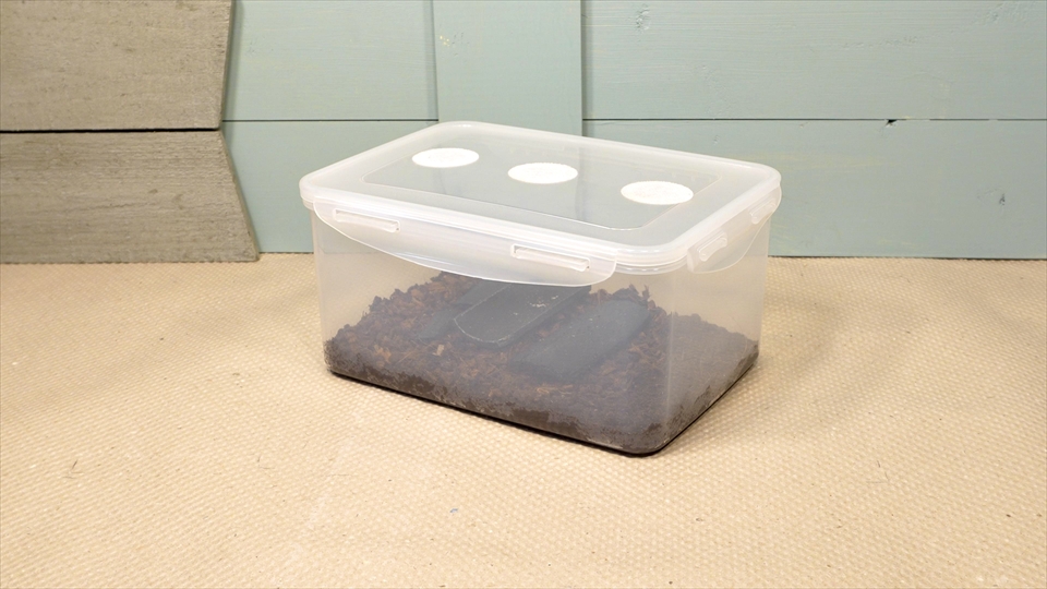 トビムシの飼い方・殖やし方・飼育用品・飼育環境・エサについてまとめました・おすすめの飼育容器
