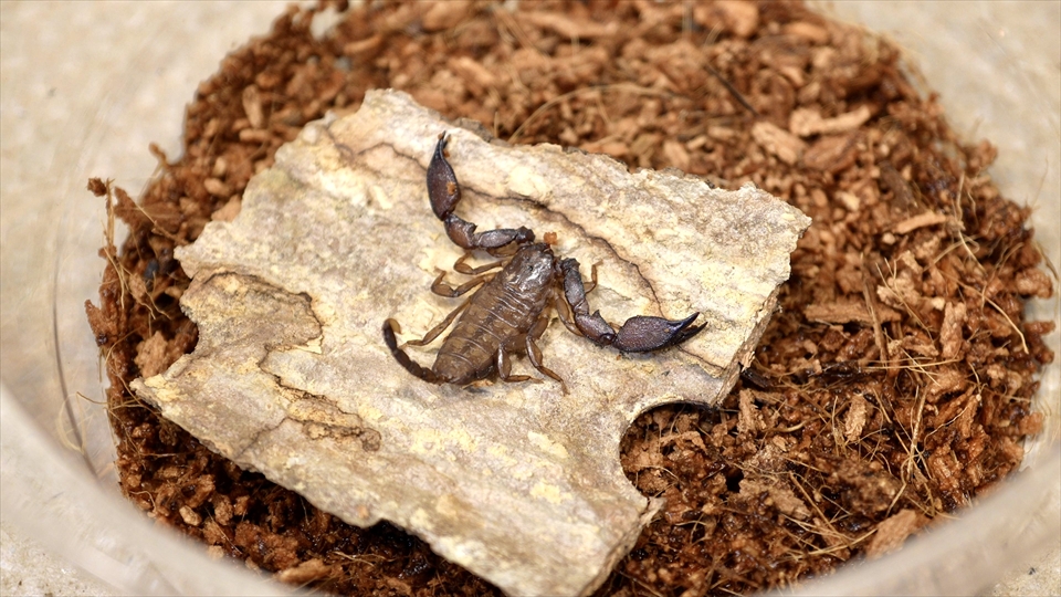 ヤエヤマサソリの飼い方・飼育用品・飼育環境・エサ(種類・量・頻度)についてまとめました