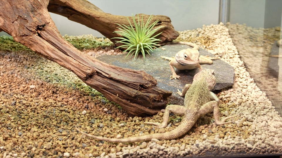 ペールアガマの飼い方・飼育用品・飼育環境・エサ(種類・量・頻度)についてまとめました