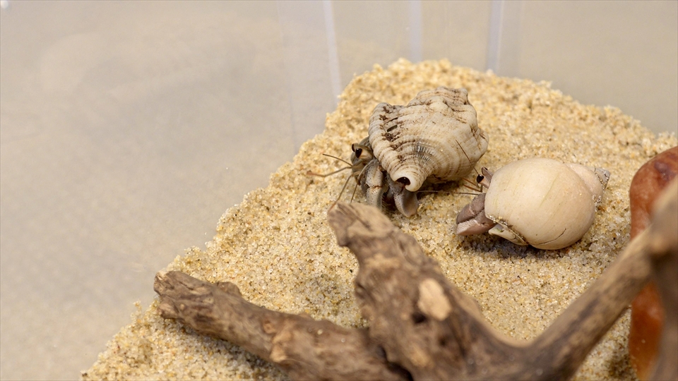 オカヤドカリ（ムラサキオカヤドカリ・ナキオカヤドカリ）の飼い方や飼育用品、飼育環境のセッティング、温度管理、エサ（種類・量・頻度）などについてまとめました