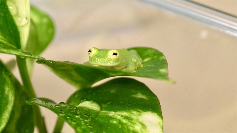 フライッシュマンアマガエルモドキ（グミガエル）の飼い方・飼育用品・飼育環境・エサ（種類・頻度・量・与え方）についてまとめました