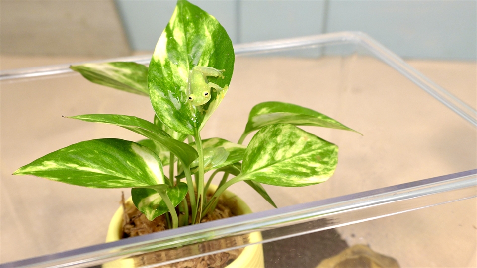 フライッシュマンアマガエルモドキ(グミガエル)の飼育環境・プラケース