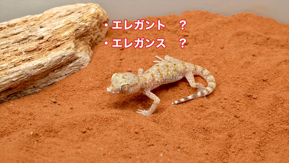 ナミハリユビヤモリ(エレガンスボウユビヤモリ・エレガントハリユビヤモリ)の飼い方・飼育用品・飼育環境・エサ
