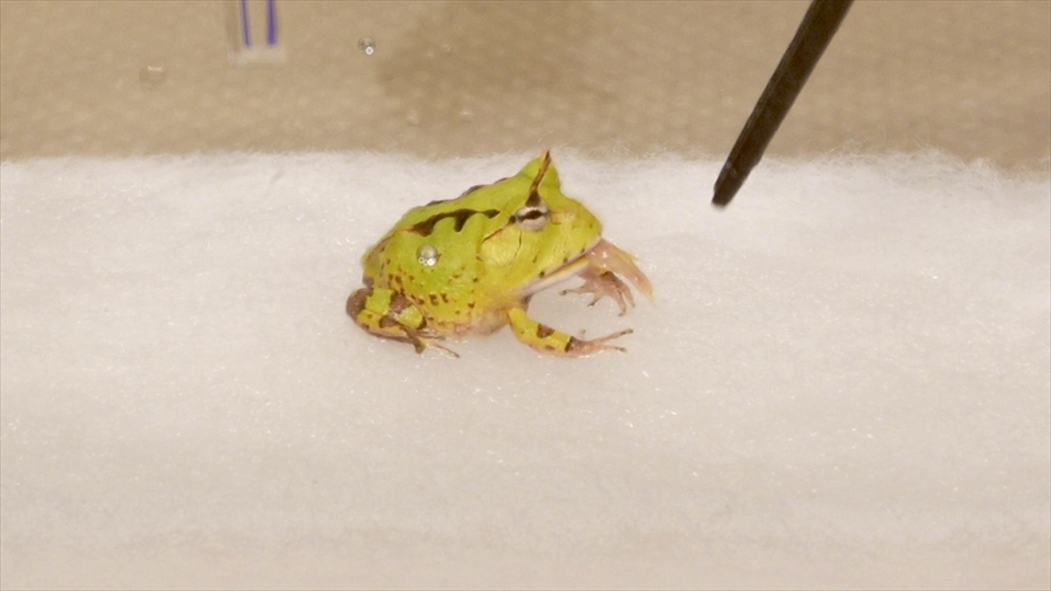 アマゾンツノガエルのベビーの飼い方・おすすめのエサ(種類・量・頻度)