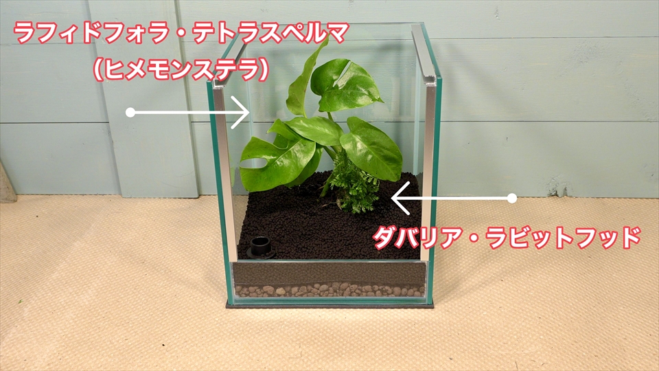 フライッシュマンアマガエルモドキ(グミガエル)用のレイアウトケージ(テラリウム・パルダリウム)を作りました。観葉植物を植えました。