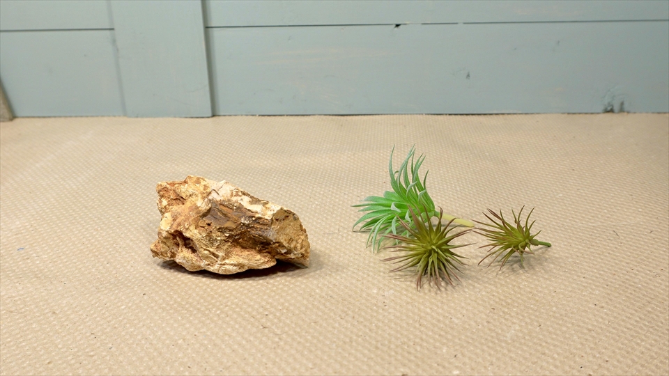 ナミハリユビヤモリ(エレガンスボウユビヤモリ・エレガントハリユビヤモリ)の飼い方・飼育用品・飼育環境・おすすめのレイアウトグッズ