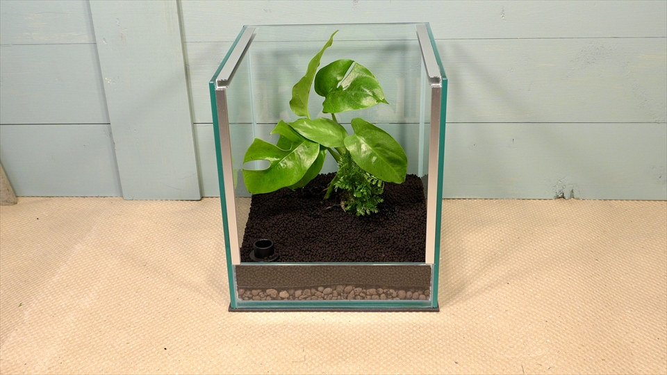 フライッシュマンアマガエルモドキ(グミガエル)用のレイアウトケージ(テラリウム・パルダリウム)を作りました。観葉植物を植えました。