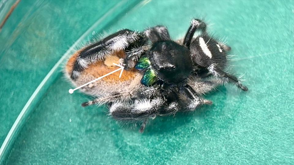 リーガルジャンピングスパイダーの交接