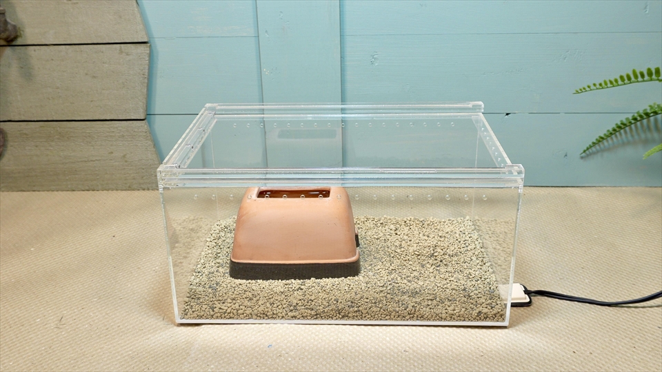 ニシアフロカトカゲモドキの飼い方と飼育環境 ウェットシェルターをセット