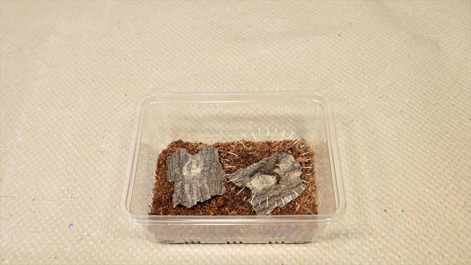 ヤエヤマサソリの飼い方・飼育用品・飼育環境・エサについてまとめました